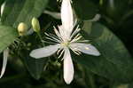 Leatherleaf clematis